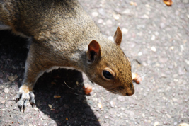 squirrel